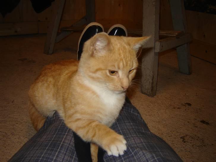 Blanding af racer Alfred - fanget billede 2