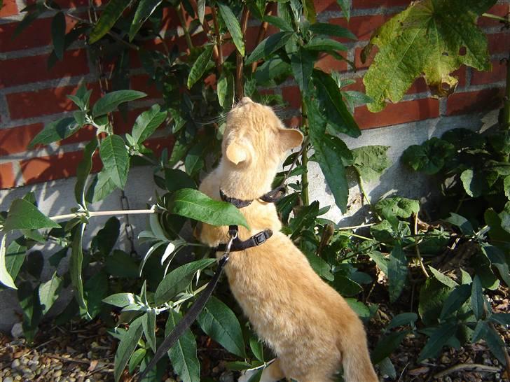 Blanding af racer Alfred - det mit træ billede 3
