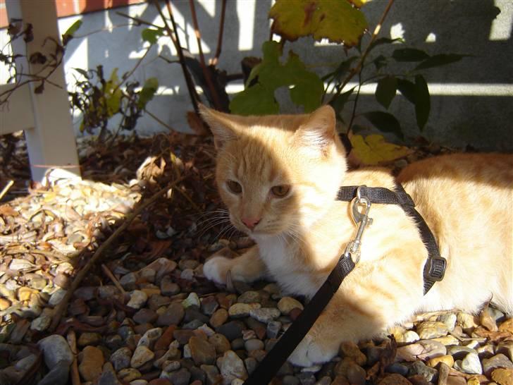 Blanding af racer Alfred - 2. gang ude billede 4