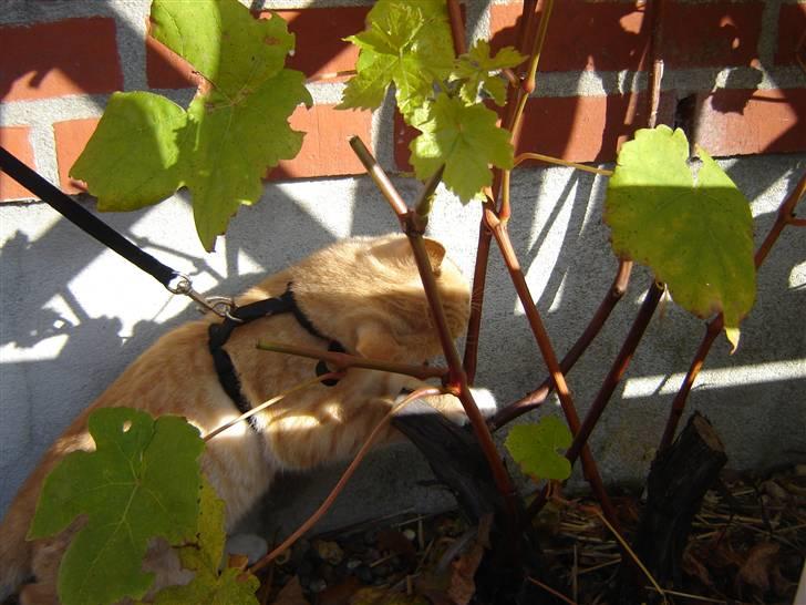 Blanding af racer Alfred - jeg gemmer mig billede 5