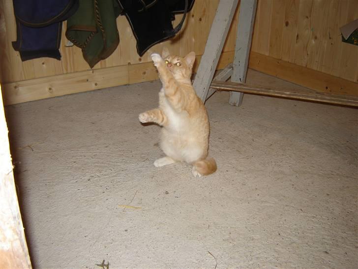 Blanding af racer Alfred - hopla billede 6