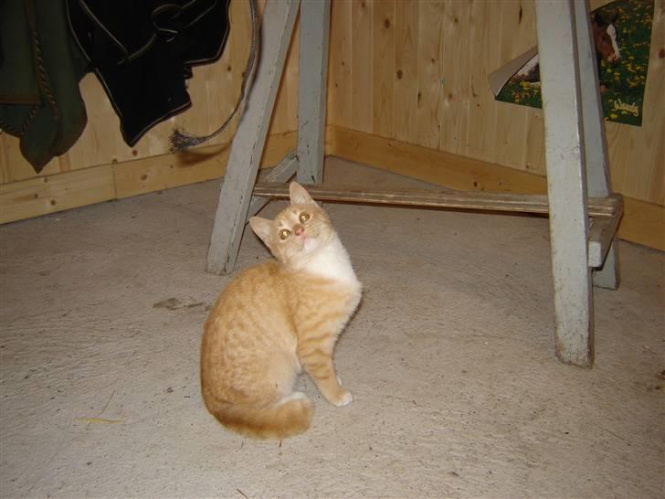 Blanding af racer Alfred - ser jeg ik sød ud billede 7