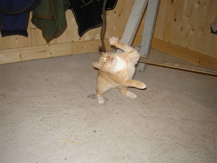 Blanding af racer Alfred - jeg kan vride min krop billede 8