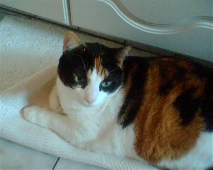 Huskat Frida billede 4