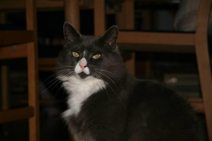 Norsk Skovkat Fuzzy - Jeg er Squ da bare en flot fyr. :D billede 1