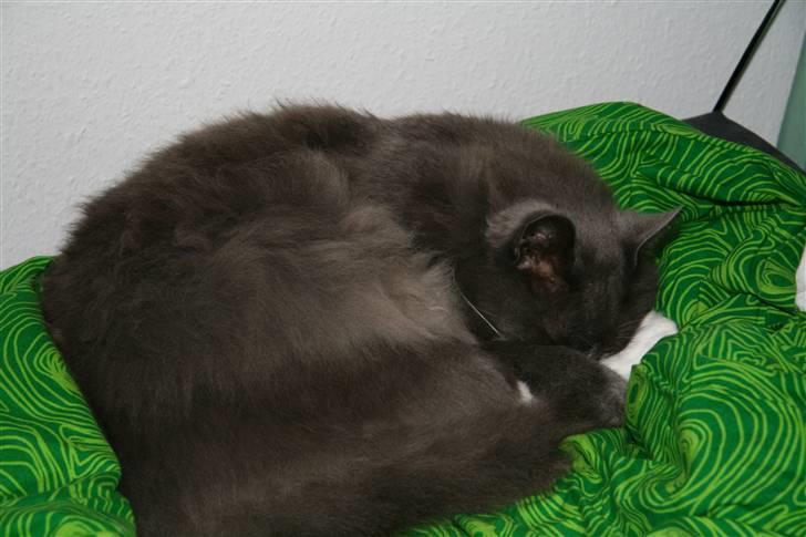 Norsk Skovkat Fuzzy - Fuzzy igang med middagslur.. tjek lige hvordan han har "gemt" hovedet under han potter.. billede 2