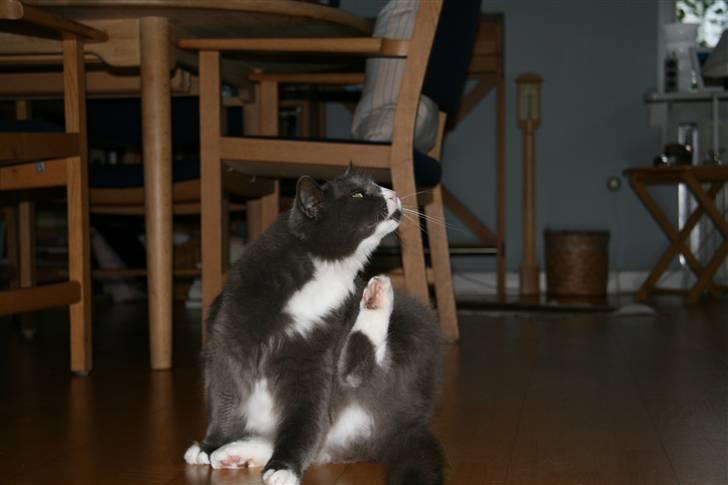 Norsk Skovkat Fuzzy - Det kløede lige.. billede 3