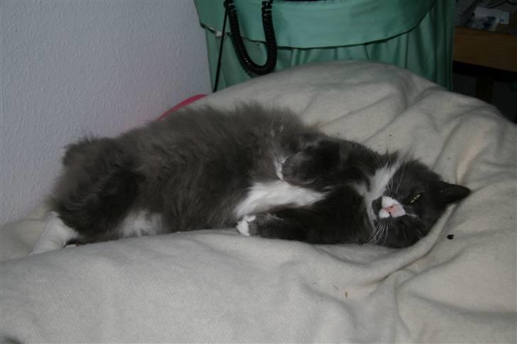 Norsk Skovkat Fuzzy - Har du ikke bare lyst til at kæle lidt med mig når jeg ligger sådan her?? billede 4