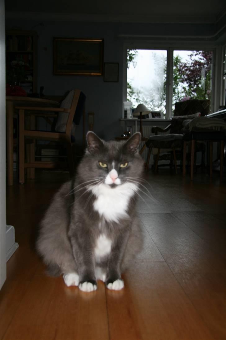 Norsk Skovkat Fuzzy - Giv mig lige en chance.. er lige stået op.. billede 5