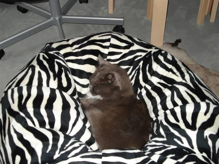 Norsk Skovkat Fuzzy - Noget det bedste Fuzzy ved det er at sove i min sækkestol. billede 6