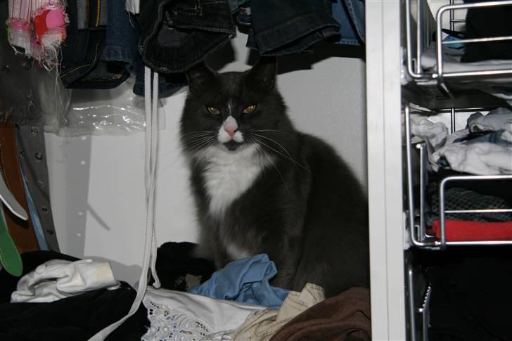 Norsk Skovkat Fuzzy - Fuzzy der er hoppet ind i mit skab billede 7