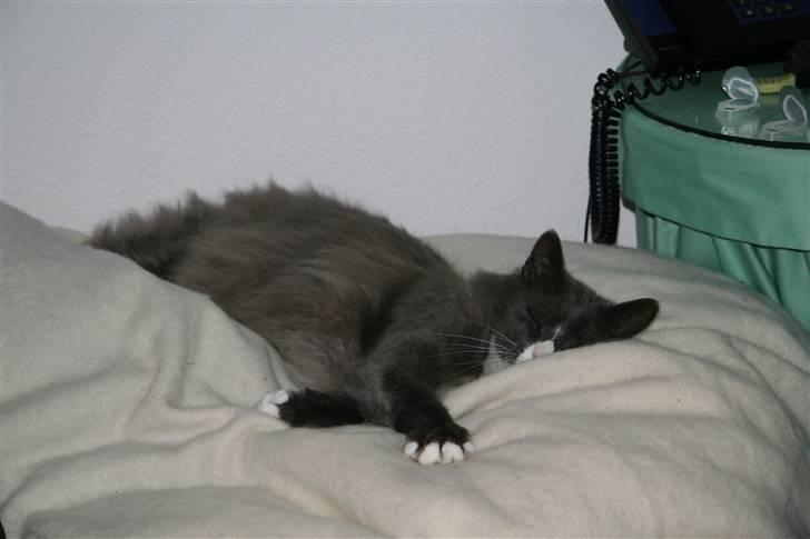 Norsk Skovkat Fuzzy - Middagslur nr. 7 billede 8