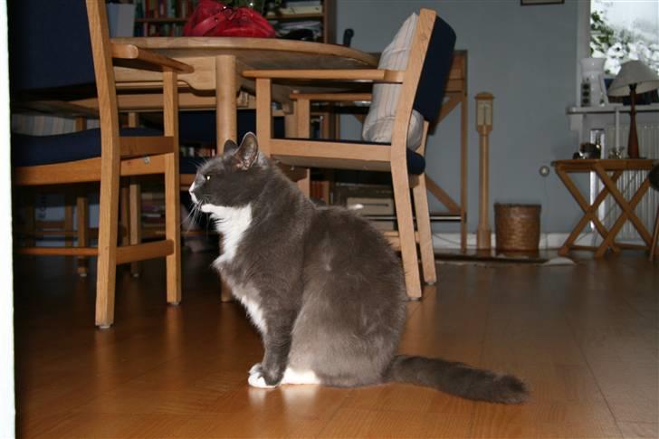 Norsk Skovkat Fuzzy - profilbilled.. billede 9