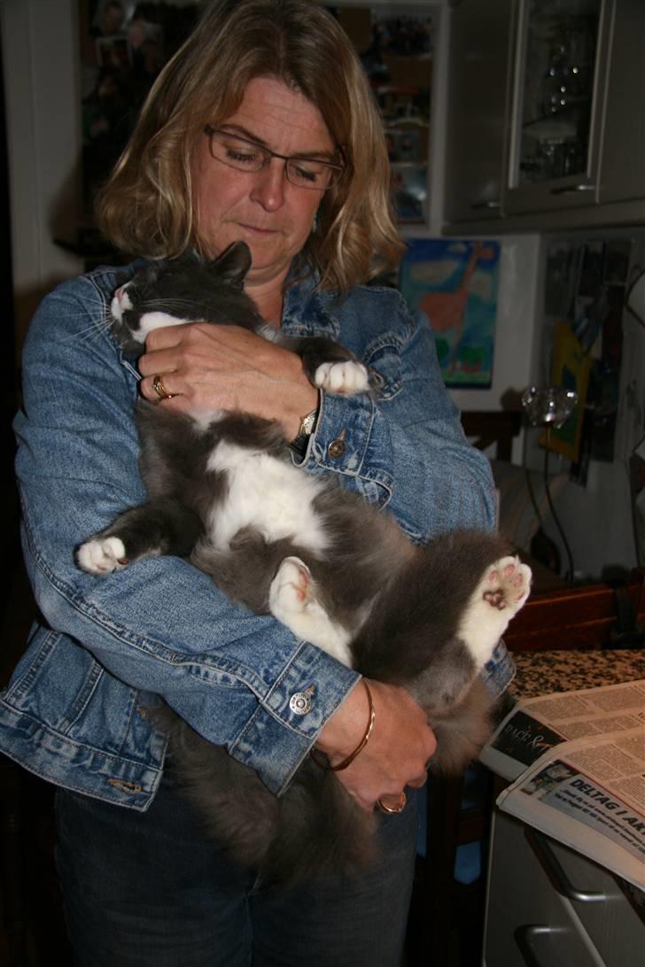 Norsk Skovkat Fuzzy - Øhh kat.. det der er IKKE normalt.. billede 10