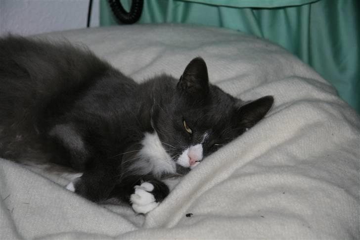 Norsk Skovkat Fuzzy - zzzzzzzzzzzzzzz..., snork snork... zzzzzzzzz billede 11