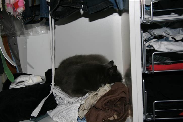 Norsk Skovkat Fuzzy - han kan også sove i et skab.. :D billede 12