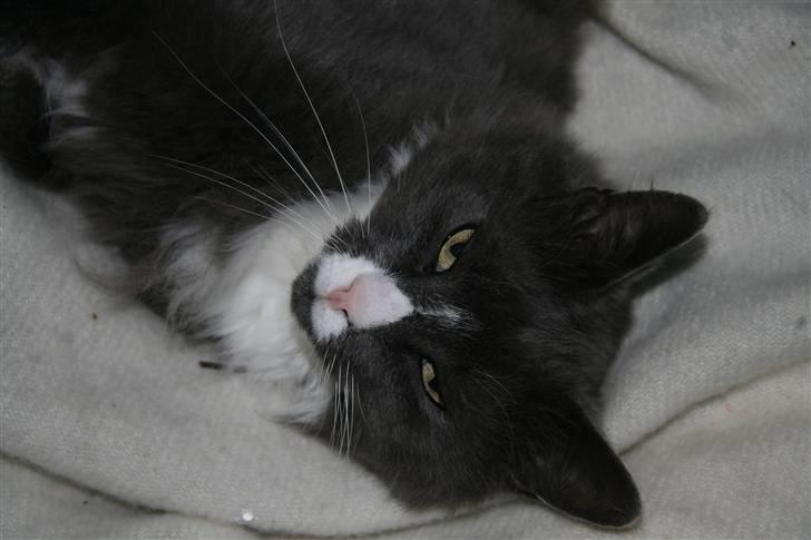 Norsk Skovkat Fuzzy - Hej Hej.. Læg en kommentar og gerne en bedømmelse.. :D billede 13