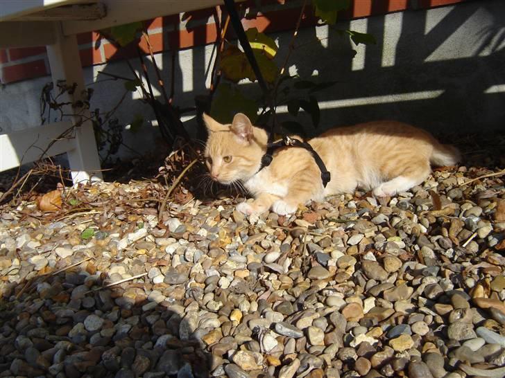 Blanding af racer Alfred - jeg soler mig d; billede 9