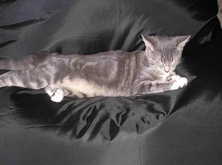 Huskat Carmen billede 16