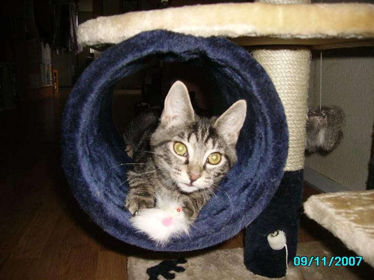 Huskat Hermione R.I.P min pige - 14/10-07 - Hej hej billede 3