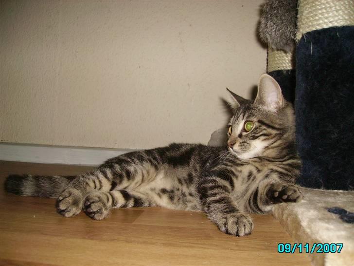 Huskat Hermione R.I.P min pige - 14/10-07 - Hermione ligger lige og slapper af billede 4