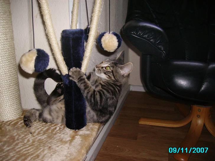 Huskat Hermione R.I.P min pige - 07- Pas på du ikke falder ned *S* billede 5