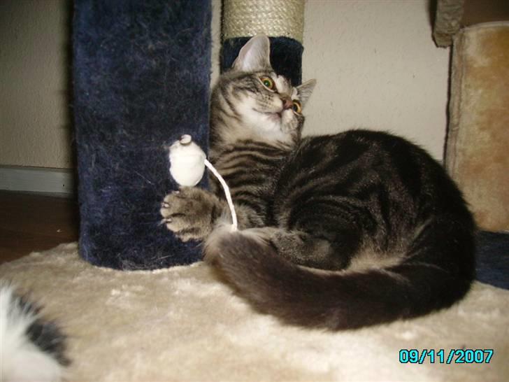 Huskat Hermione R.I.P min pige - 07 - Der skal brændes noget energi af, hehe billede 6