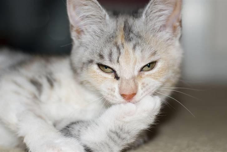 Blanding af racer Molly - Fotomodel kat. billede 1