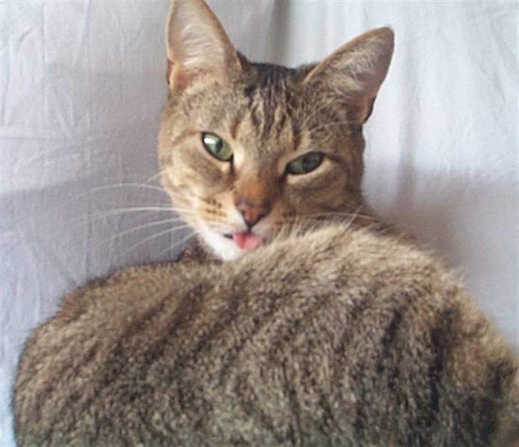 Huskat Gismo - Er hun ikke bare fræk billede 1