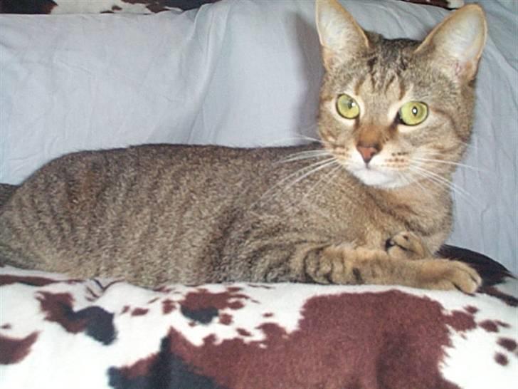 Huskat Gismo billede 2