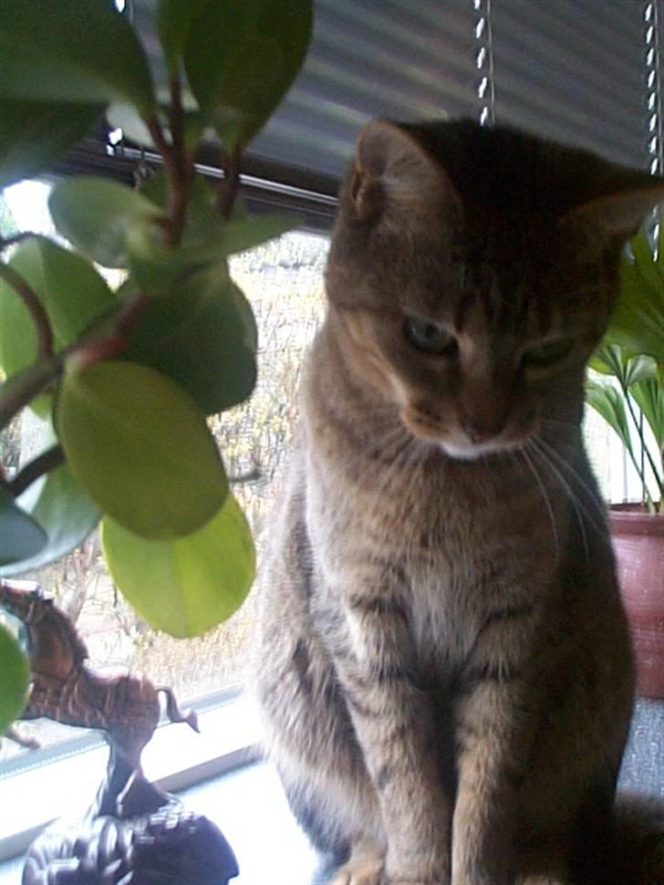 Huskat Gismo billede 3