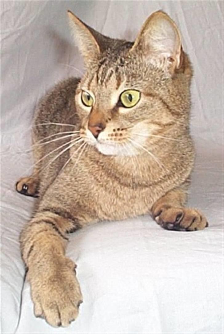 Huskat Gismo billede 4