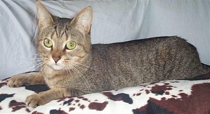 Huskat Gismo billede 5