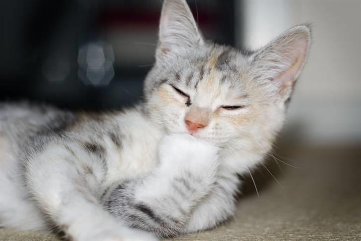 Blanding af racer Molly billede 2