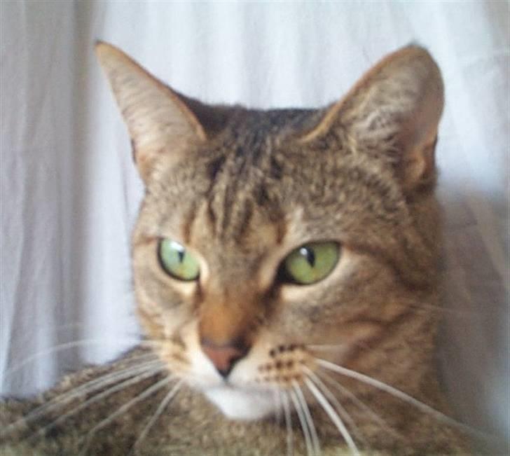 Huskat Gismo billede 6