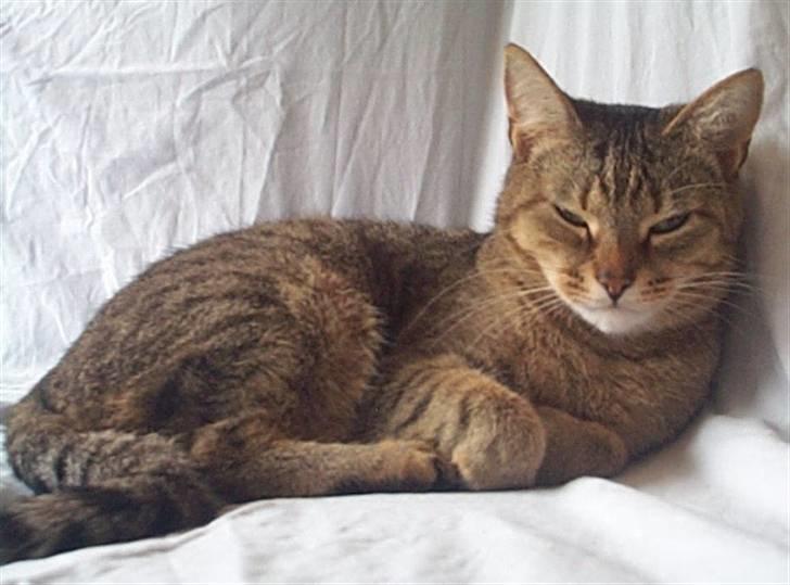 Huskat Gismo billede 7