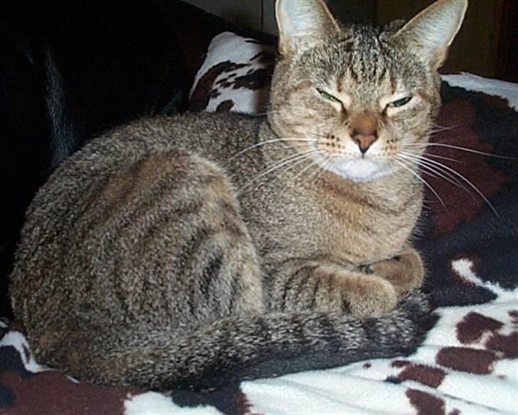 Huskat Gismo - Rigtig lille fotogene gismo elser når vi tager billeder af hende billede 9