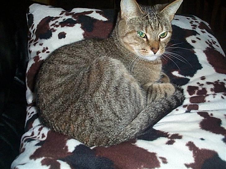 Huskat Gismo billede 10