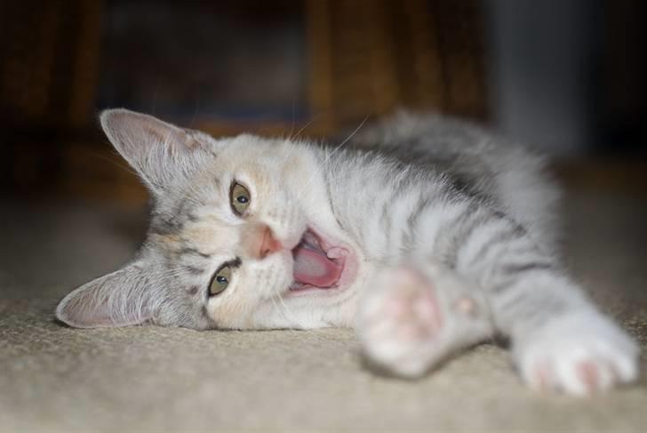 Blanding af racer Molly billede 3