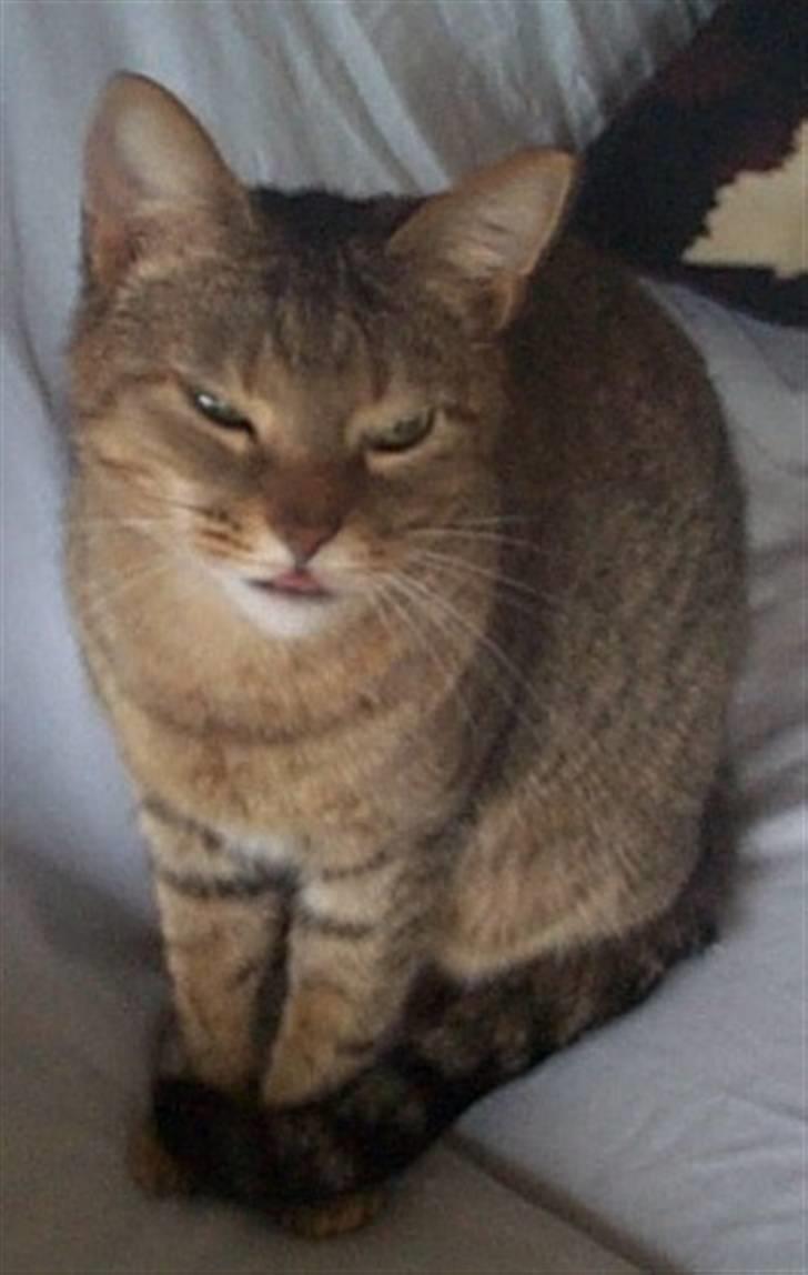 Huskat Gismo billede 11