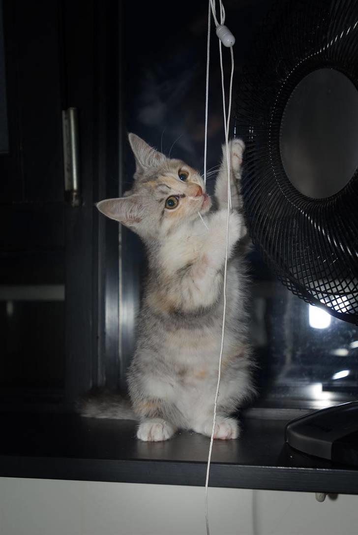 Blanding af racer Molly billede 4