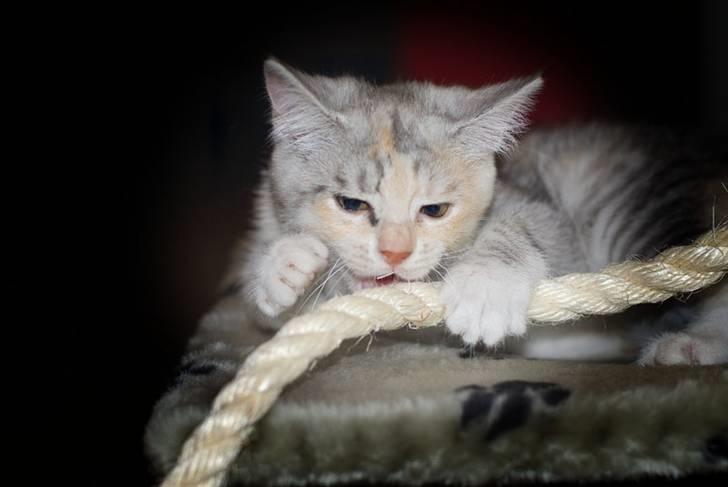 Blanding af racer Molly billede 5