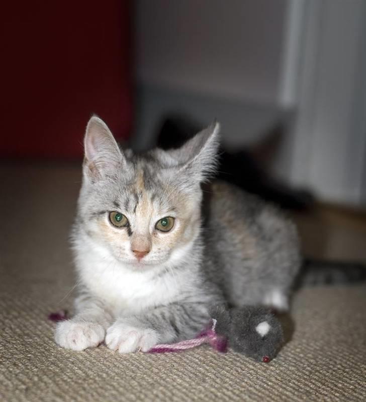 Blanding af racer Molly billede 6