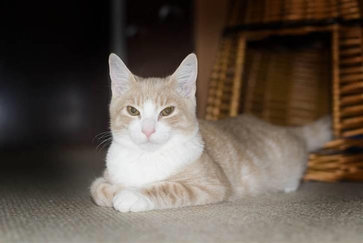 Blanding af racer Emil billede 9