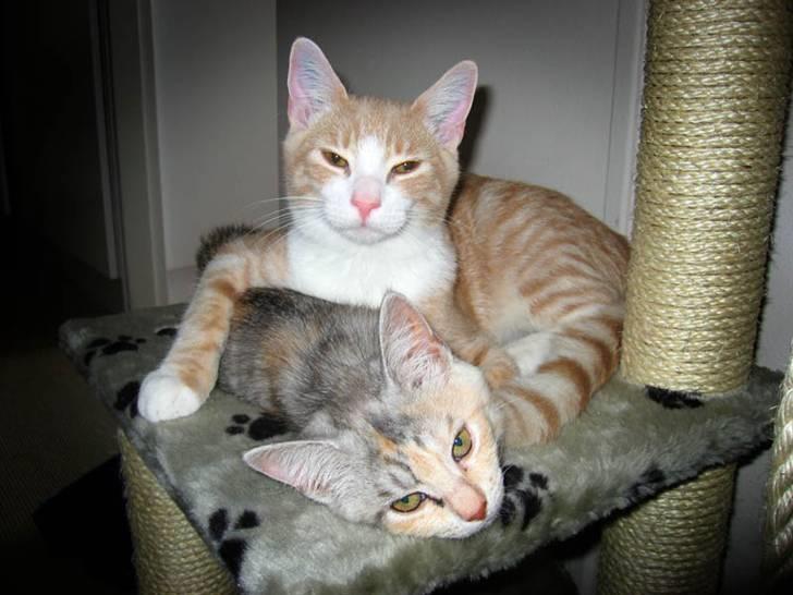 Blanding af racer Emil billede 10