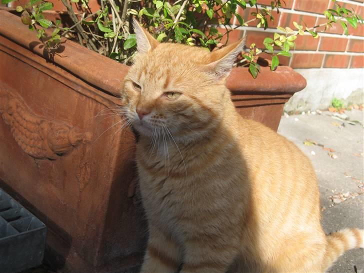 Blanding af racer Garfield billede 1