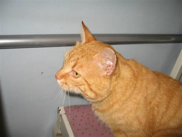 Blanding af racer Garfield billede 2