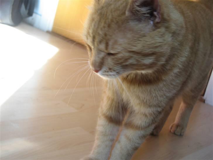 Blanding af racer Garfield billede 5