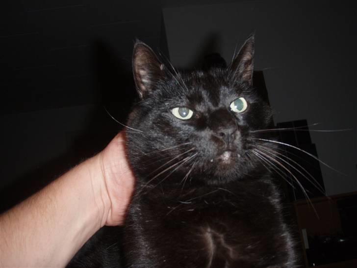 Huskat Tarzan billede 2