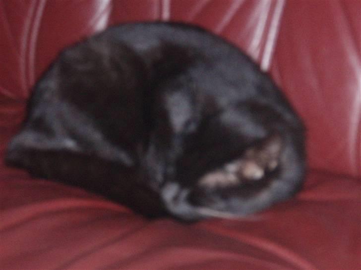 Huskat Tarzan billede 3